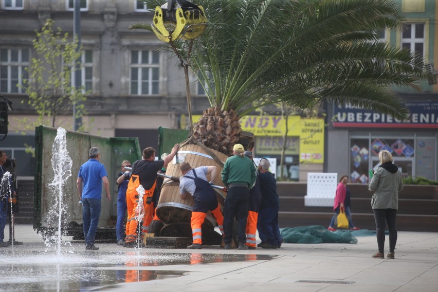 Operacja stawiania palm na rynku w Chorzowie