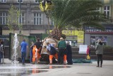 Palmy na rynku w Chorzowie: Truda i Bercik wróciły! Operacja stawiania palm daktylowych. Zobacz zdjęcia z powrotu palm na chorzowski rynek