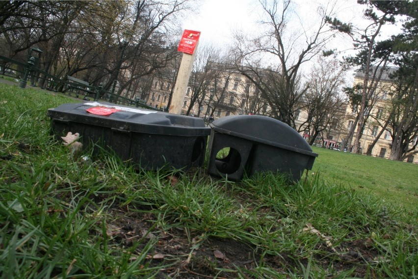 Szczury nie dały się wypędzić z Krakowa. Będzie kolejna deratyzacja