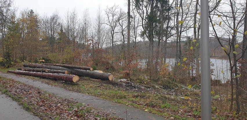 Kontrowersyjna wycinka drzew nad jeziorem Jeleń. Czytelnik: zniszczyli zdrowe drzewa (ZDJĘCIA)