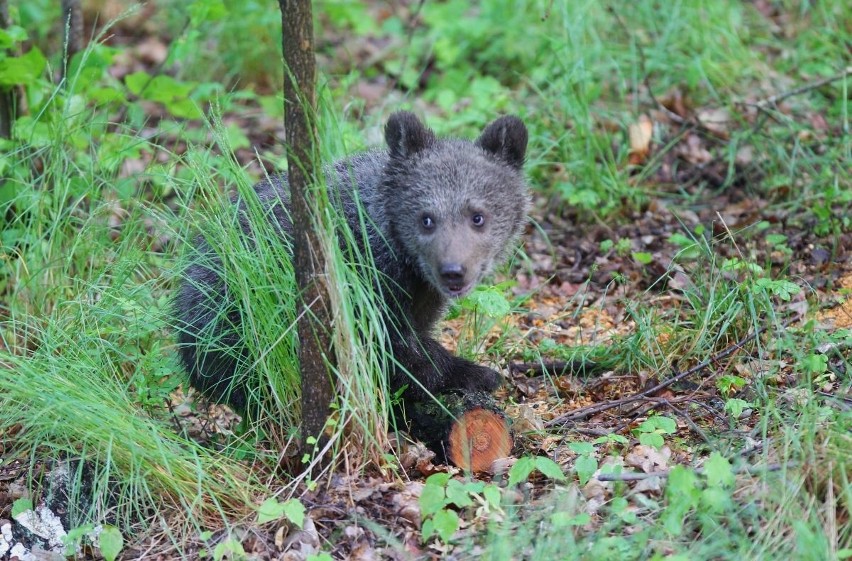 Zoo Poznań: Niedźwiedzica Cisna debiutuje na wybiegu