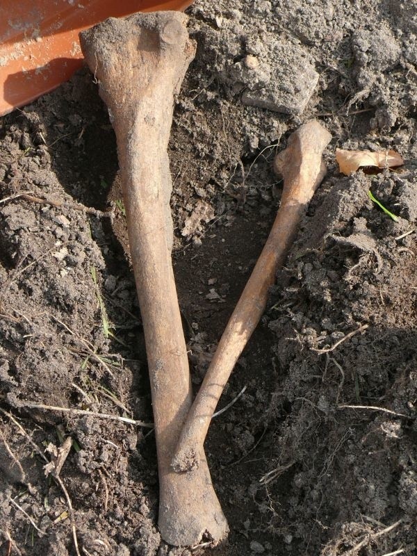 Na terenie budowy znaleziono stare ludzkie kości.