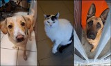 Psy i koty z Wrocławia, które czekają na nowy dom. W samotności gasną w oczach [ZDJĘCIA]