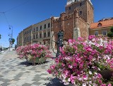 Lubelskie ulice będą pełne kwiatów. Miasto zamawia pond sześć tysięcy sadzonek. Jakie rośliny na liście?