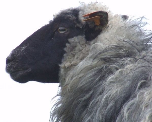 W przyczepce o wymiarach 1 na 1,5 metra podróżowało 18 owieczek. Kierowca dostał mandat.