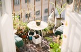 Takie warzywa możesz uprawiać na balkonie. Chcesz mieć kolorowy ogródek w bloku? To musisz wiedzieć o uprawie warzyw na balkonie 11.04.2023