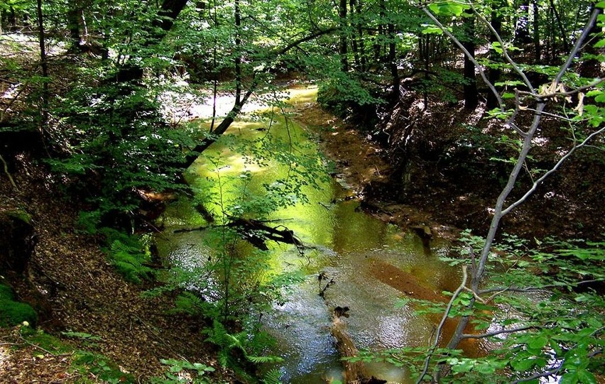 Rzeka Skroda płynąca przez rezerwat przyrody "Nad Młyńską...