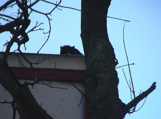 Kotek na dachu baneru przebywał prawdopodobnie 3 dni - informuje Bogusław Dziekański