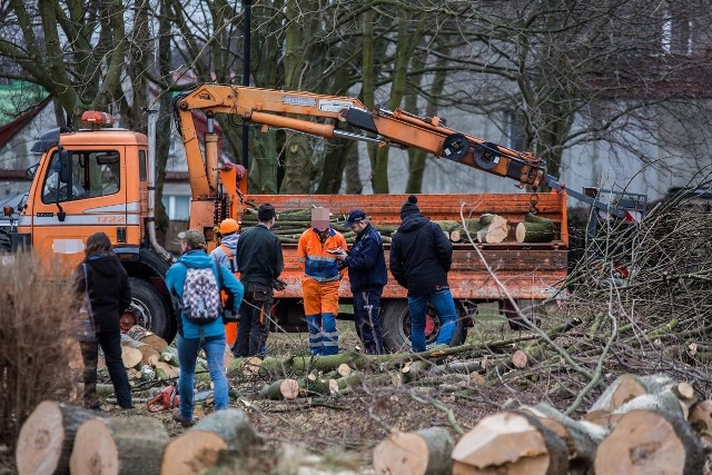 Władysławowo: Nielegalnie wycinali drzewa przy szkole podstawowej