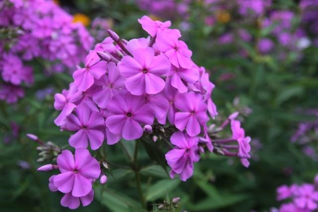 Floksy to jedne z ładniejszych kwiatów, które latem kwitną w naszych ogrodach.