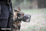 Tedi odszedł na wieczną służbę. Zielonogórscy policjanci pożegnali psiego kompana