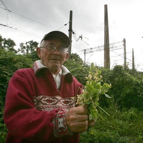 83-letni Feliks Wydrychowski przepracował w zakładach chemicznych 40-lat. Ma mały ogródek niedaleko "Fosfanu". Twierdzi, że awaria zniszczyła mu skromne uprawy. - Spójrzcie na tę pietruszkę. Jest spalona. To przez te opary - mówi.