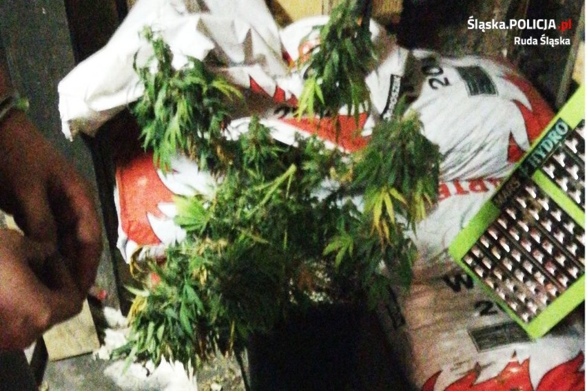 31-latek w piwnicy babci uprawiał marihuanę