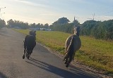 Konie biegały po ulicach Nakła. Nietypowa interwencja - policjanci eskortowali zwierzęta