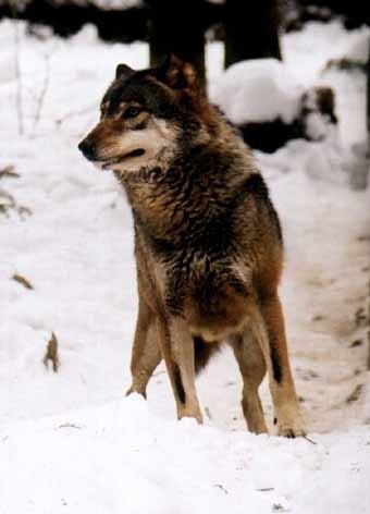 Ograniczenie liczebności wilka w Bieszczadach to konieczność - twierdzą autorzy petycji.