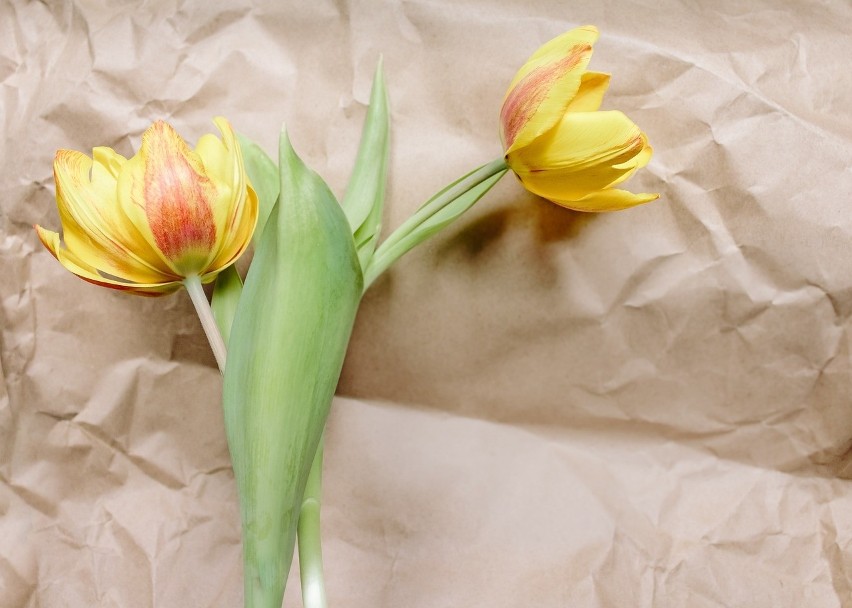 Żółte tulipany - symbolizują miłość nieszczęśliwą i...