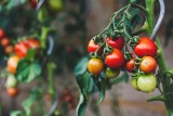 Udane zbiory pomidorów tylko dla ekspertów? Obalamy mity na temat uprawy tych uwielbianych warzyw