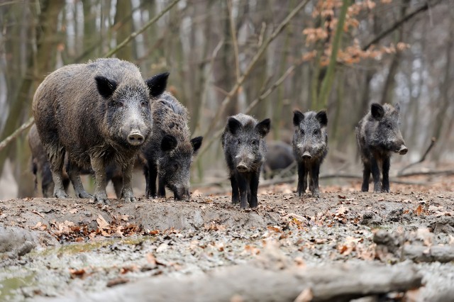 Dzik, czując zapach człowieka, nie będzie się  zbliżał