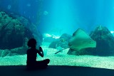 Co z oceanarium w Kołobrzegu? Radni spotkali się z wrocławską spółką PFI Future