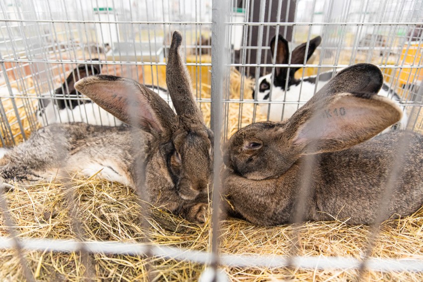 Setki królików na wystawie w PODR w Boguchwale, a do tego wino, żywność ekologiczna i wiele innych atrakcji. Zobaczcie zdjęcia