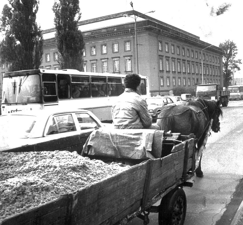 Konie w centrum Wrocławia. To były czasy [Z ARCHIWUM]