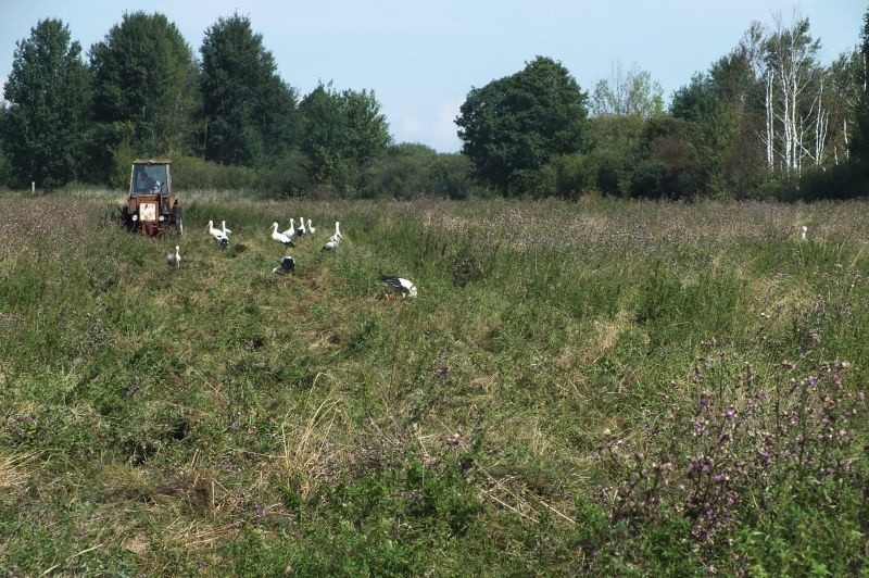 Ozierany Małe. Sianokosy na szczątkach żołnierzy (zdjęcia)