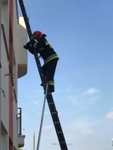 Strażacy uratowali ptaka w Bydgoszczy. Ranne zwierzę było uwięzione przez dwie godziny [zobacz zdjęcia]
