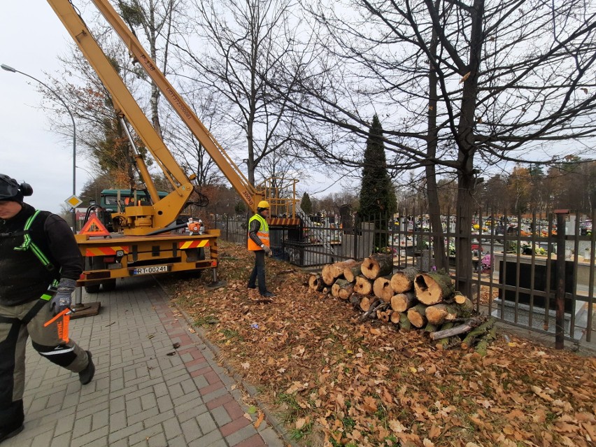 Śmierć drzew na cmentarzu w Tarnobrzegu. Zostały celowo zatrute, wycinka jest konieczna [ZDJĘCIA]