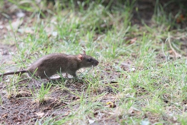 Szczury straszą co wrażliwsze rowerzystki jadące drogą rowerową wzdłuż Rokicińskiej