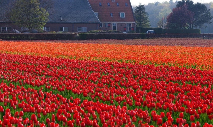 Choć z uprawy tulipanów słyną Holendrzy, to możemy trafić na...