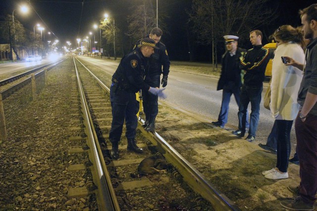 Tramwaj potrącił psa na Żeromskiego. Pies nie przeżył