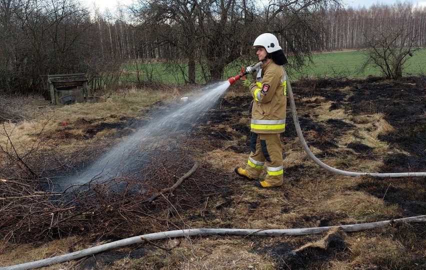 Strażacy z Ciepielowa gasili w sobotę pożar nieużytków w...