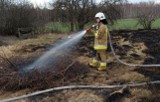 Pożar nieużytków na terenie gminy Ciepielów, strażacy z Lipska i Ciepielowa ugasili pożar