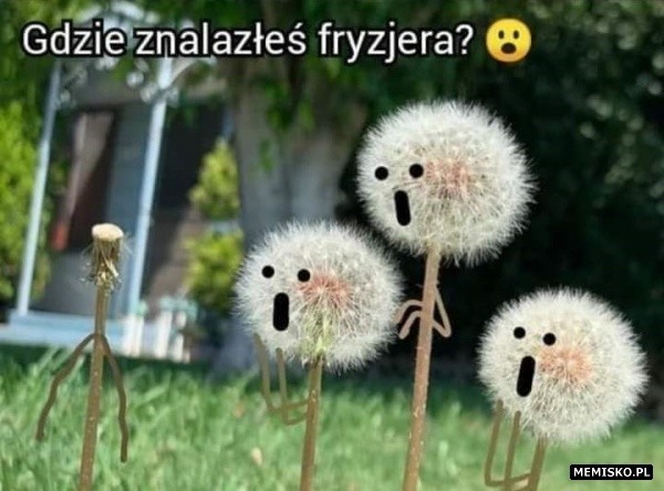 Fryzjer potrzebny od zaraz? Zobacz memy, które już od roku...