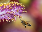Górażdże ratują pszczoły. Program ekologiczny razem z wrocławskim Stowarzyszeniem Natura i Człowiek