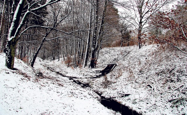Taki zimowy krajobraz można podziwiać w lesie na Górze Chełmskiej w Koszalinie.