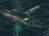 Wieloryb ranił surfera. Mężczyzna trafił do szpitala (wideo)