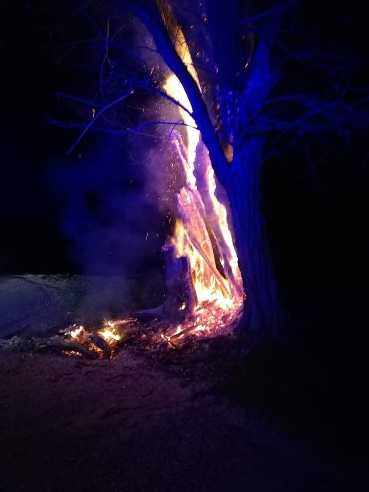 Podpalenia drzew pod Wrocławiem