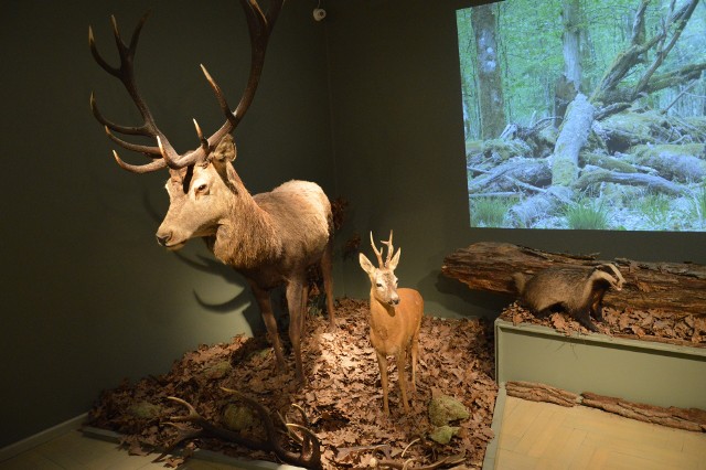 Pierwotna Puszcza Sandomierska – wystawa czasowa w muzeum, zwiedzanie z przewodnikiem