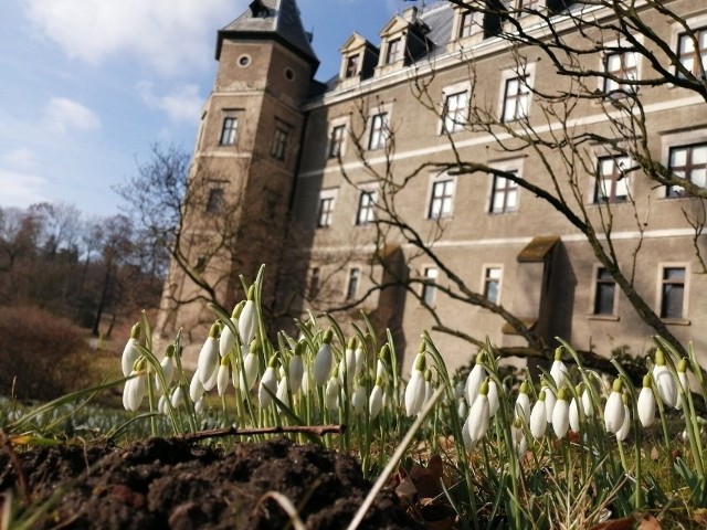 Wiosna budzi się do życia. W parku-arboretum w Gołuchowie zakwitły już przebiśniegi, a na krzewach pojawiły się pierwsze pąki. Zapraszamy naszych czytelników na krótki spacer.Zobacz zdjęcia -->