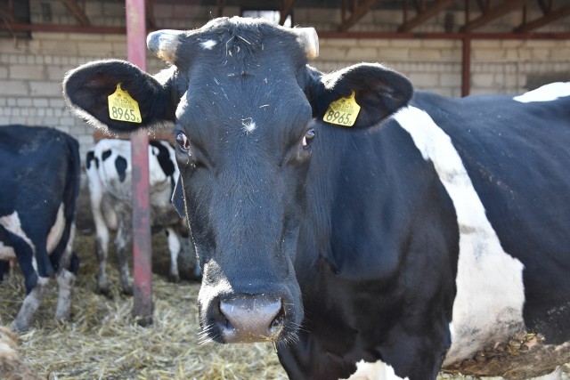 W gospodarstwie Swędrowskich mleko daje 41 krów. O rozwoju produkcji na razie nie ma mowy.