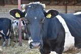 Krowy dają coraz więcej mleka, ale śmietanki nie spijają ani rolnicy, ani przetwórcy. Jest kiepsko