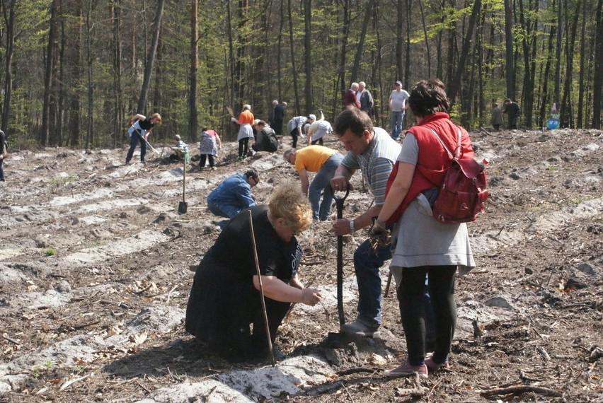 Sadzenie Lasu Europejskiego w Dąbrowie Górniczej w 2015 i...