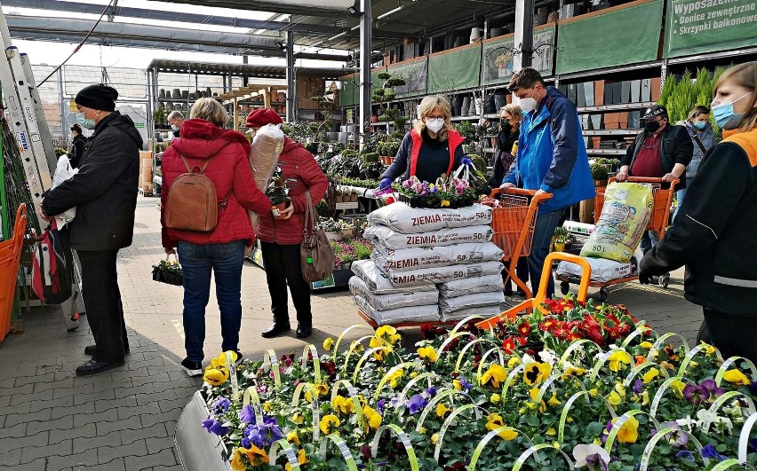 Rośliny do ogrodów i na balkon możemy kupić w marketach...