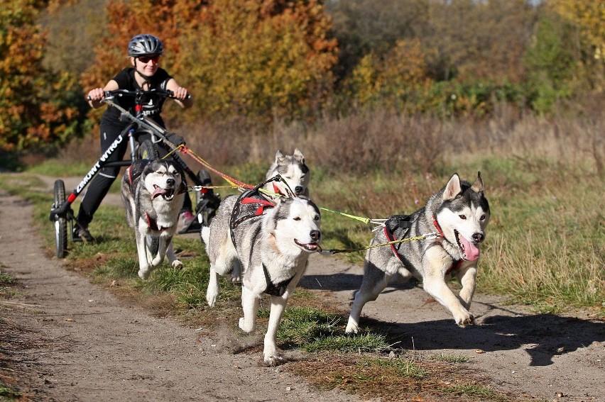 Wyścigi psich zaprzęgów w Gdańsku. Husky na start!