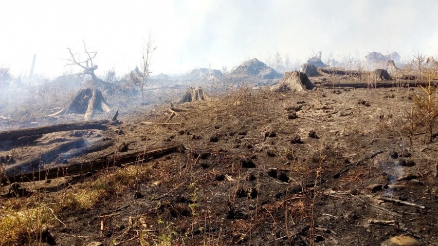 Słowacja. Paliło się 5 hektarów lasu przy granicy z Polską [ZDJĘCIA]