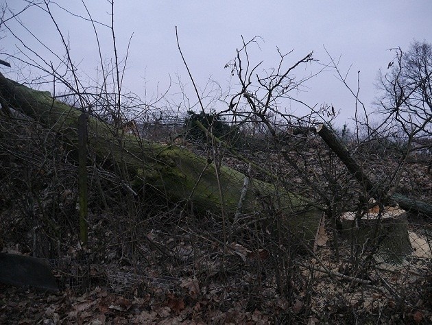 Kolejna wycinka drzew w Lublinie, tym razem na Sławinie 