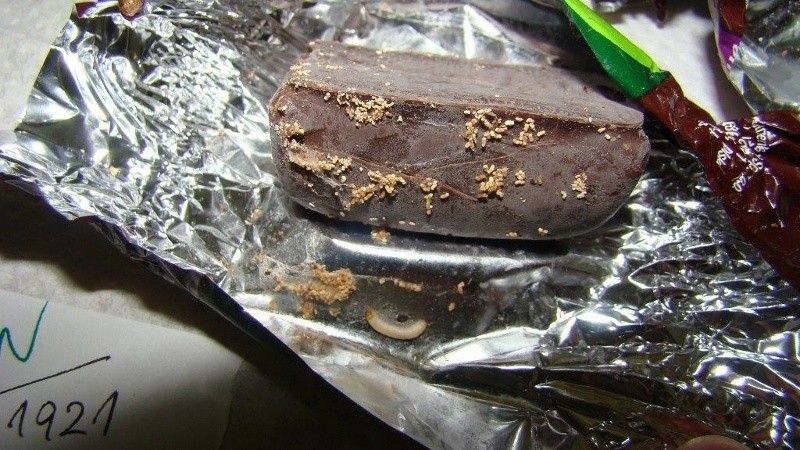 Torcik czekoladowy z larwami