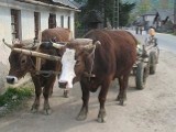 Maramuresz, czyli podróż w czasie (zdjęcia)