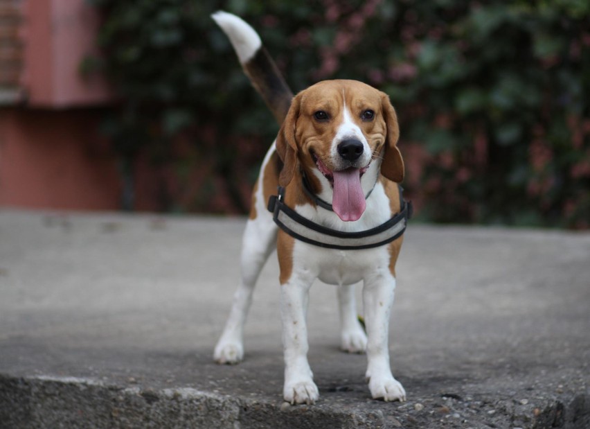 Beagle lubią ruch – spuszczone ze smyczy mogą od razu uciec,...